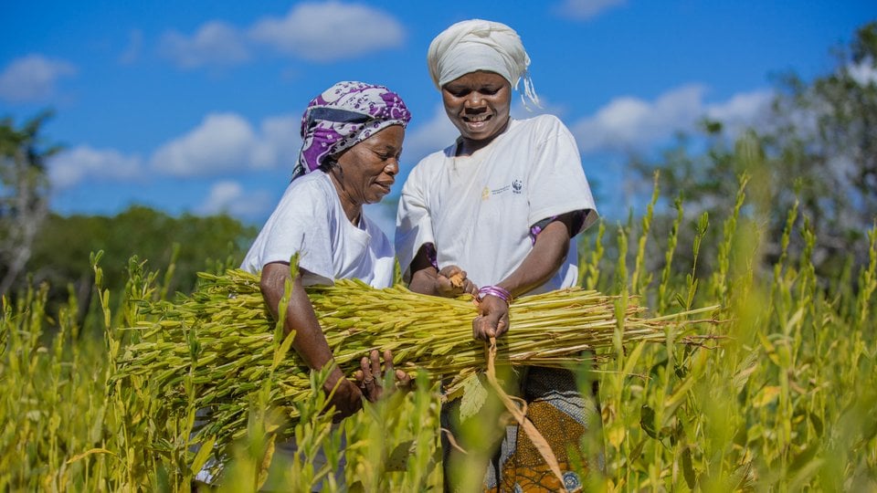 Two women hauling plants in a green field.