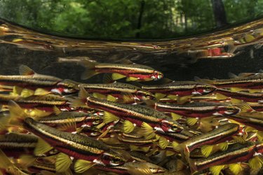 School of Tennessee dace fish swim in Hiwassee River, Tennessee