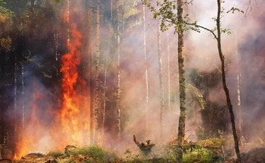 Trees in a forest lit ablaze by fire