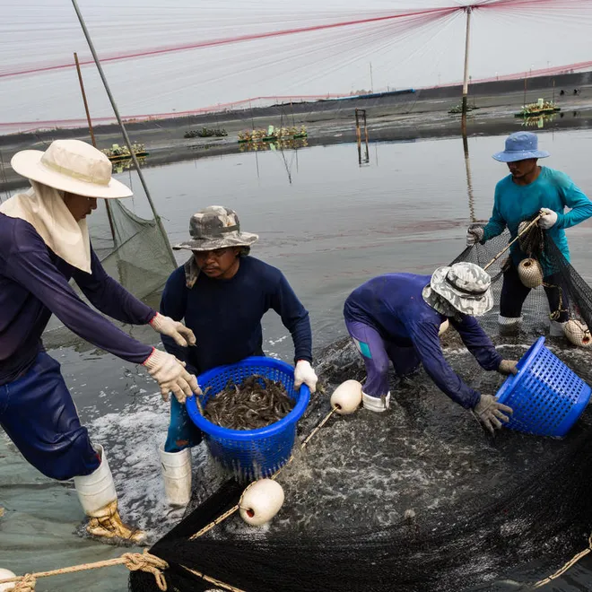 Several fishers gather shrimp from nets