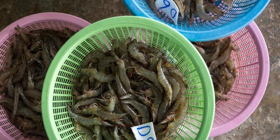overhead view of buckets of raw shrimp
