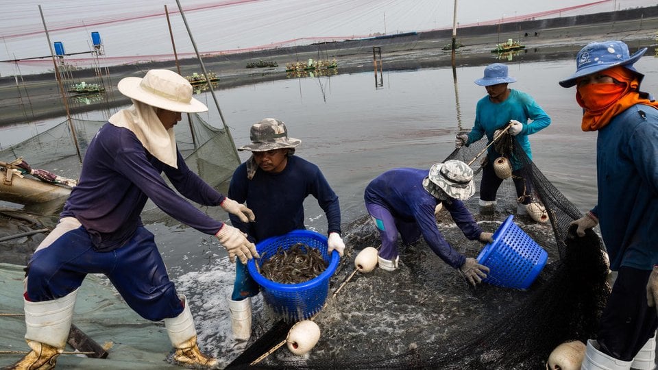 Several fishers gather shrimp from nets