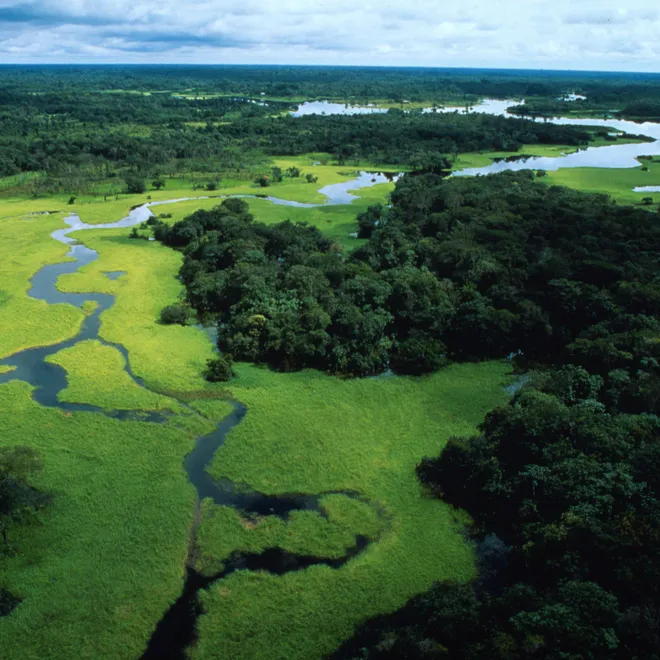 An aerial view of interconnected streams and rivers entertwined with green forests and marshlands
