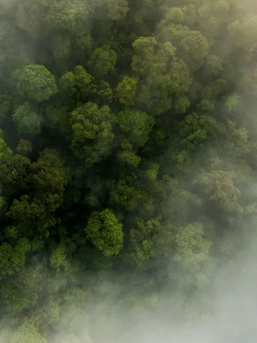 Thirty Hills forest from above