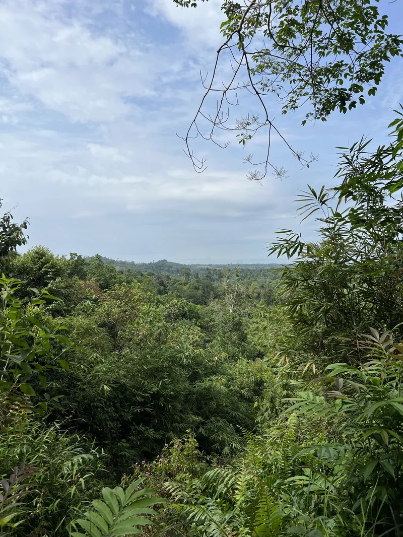 A view of Thirty Hills showing the tops of trees and blue skies