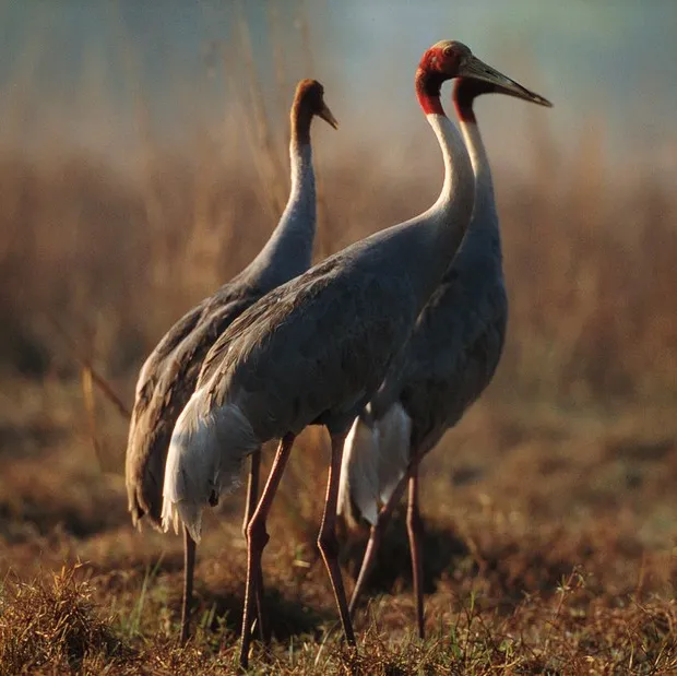 A group of three borwn birds with pronounced beaks on a brown grassy landscape looking toward the right