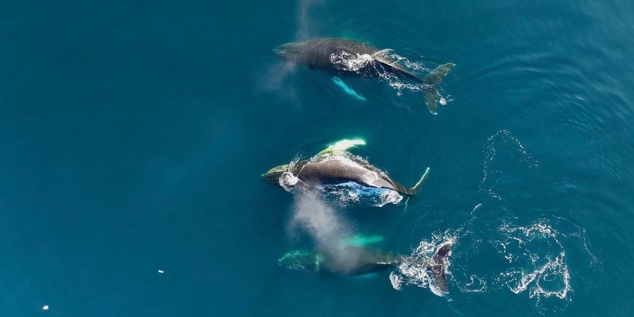 Three whales in Southern Ocean