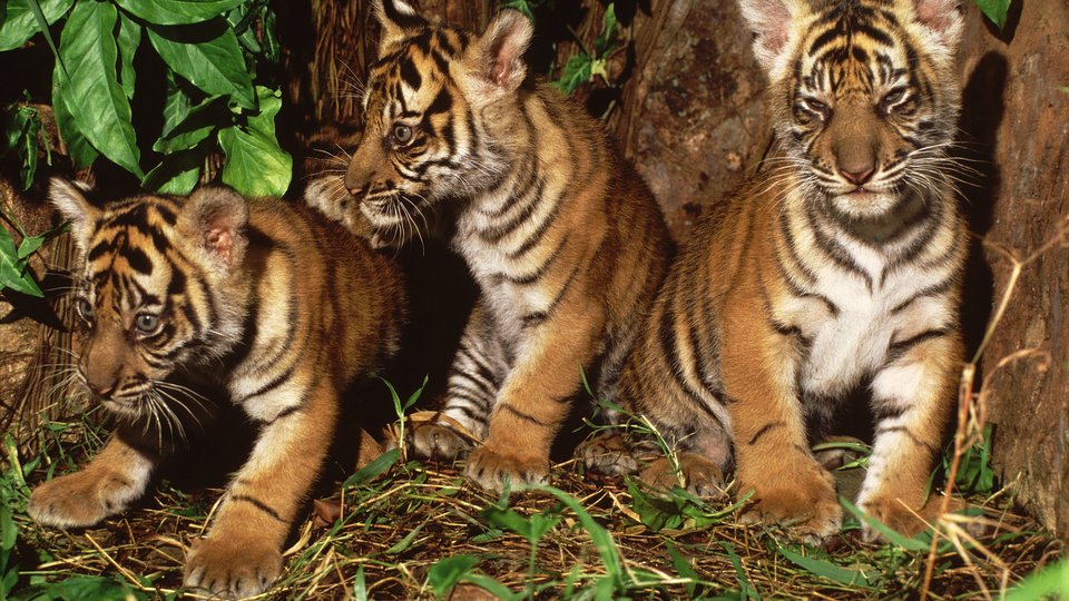 Three tiger cubs sit next to a tree and green plants