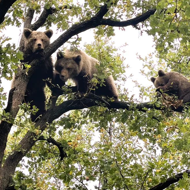 Looking up at the tree canopy where three bears are huddled.