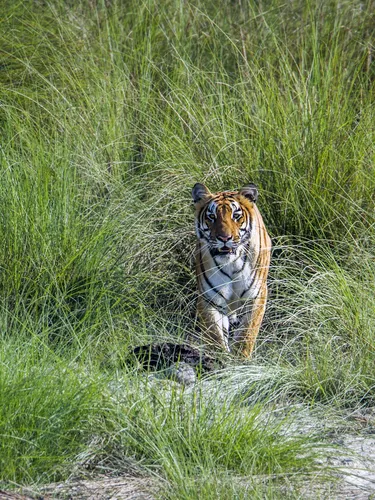 A tiger walks out of tall green grass