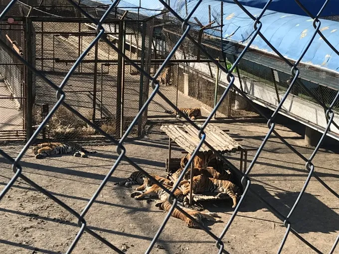 A photo through a chainlink fence of several captive tigers sleeping in a tiger farm.