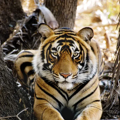 A tiger sits and looks directly at the camera.
