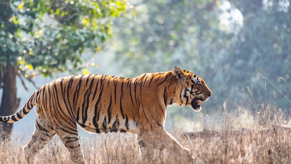 A striped tiger walks through a dry landscape.