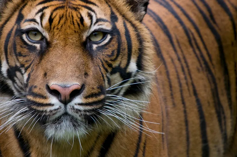 Closeup of tiger face