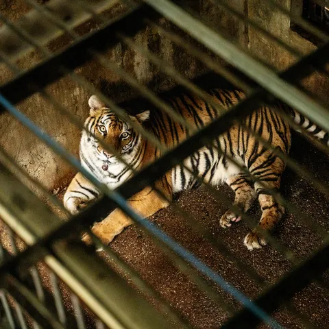 View of caged tiger through bars