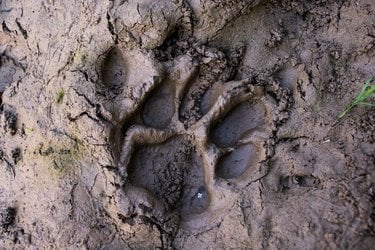 A deep and clearly defined tiger pawprint left in the mud
