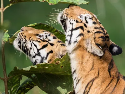Two striped tigers from the neck up as they sniff large green leaves.