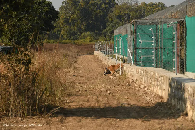 Tiger Release_India