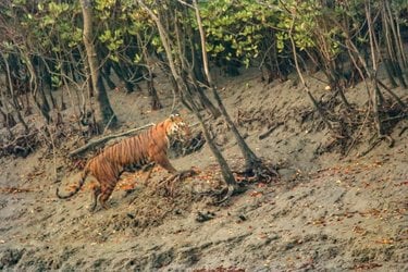 A tiger walks up a muddy mangrove embankment into trees