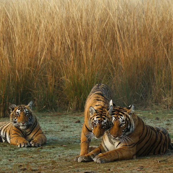 Tiger mother and cubs near tall grass