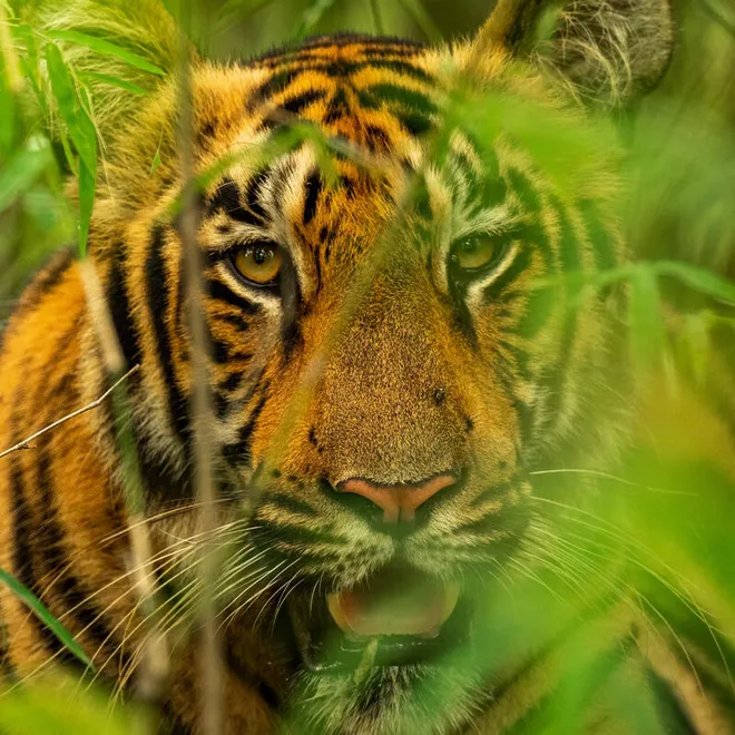 Close up portrait of an adult tiger in tall green reeds looking at the camera with its mouth open