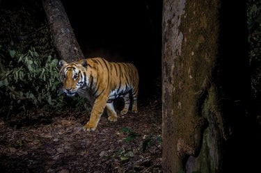 A camera trap photo of a tiger walking through the forest at night.