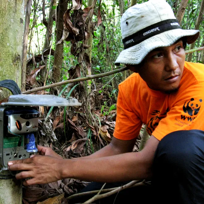 Installing camera trap in Tesso Nilo national park