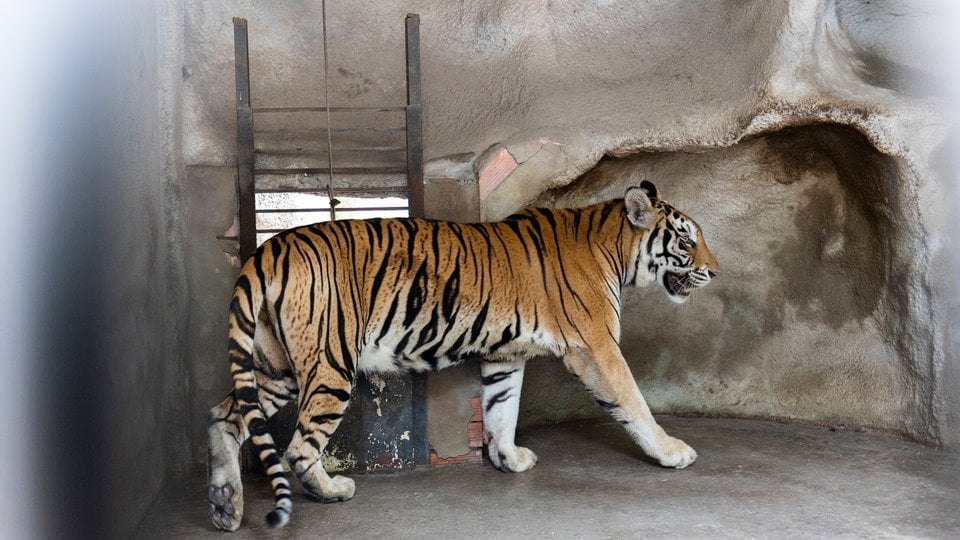 A captive tiger walks in the corner of an enclosure.