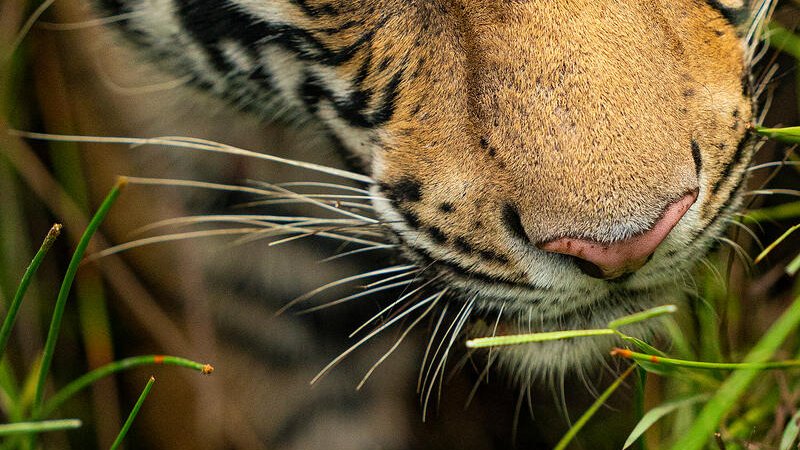 Tiger at Bandhavgarh National Park, India