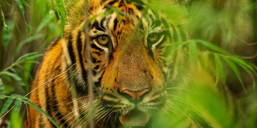 Close up portrait of an adult tiger in tall green reeds looking at the camera with its mouth open