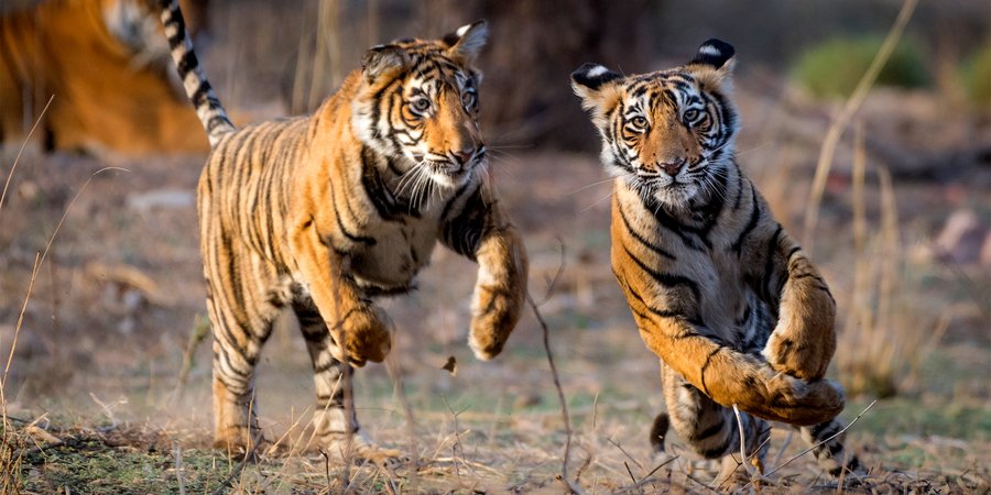 Two striped tigers running in a dry landscape.