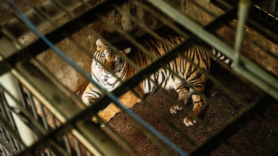 View of caged tiger through bars