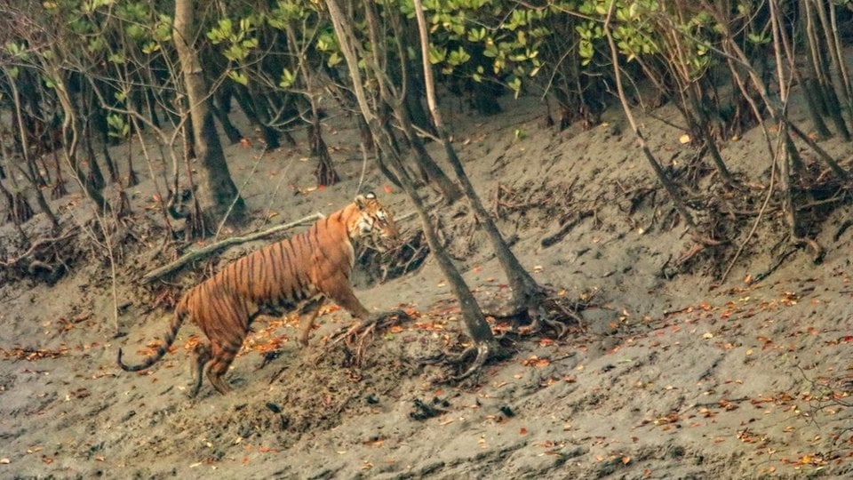 A tiger walks up a muddy mangrove embankment into trees