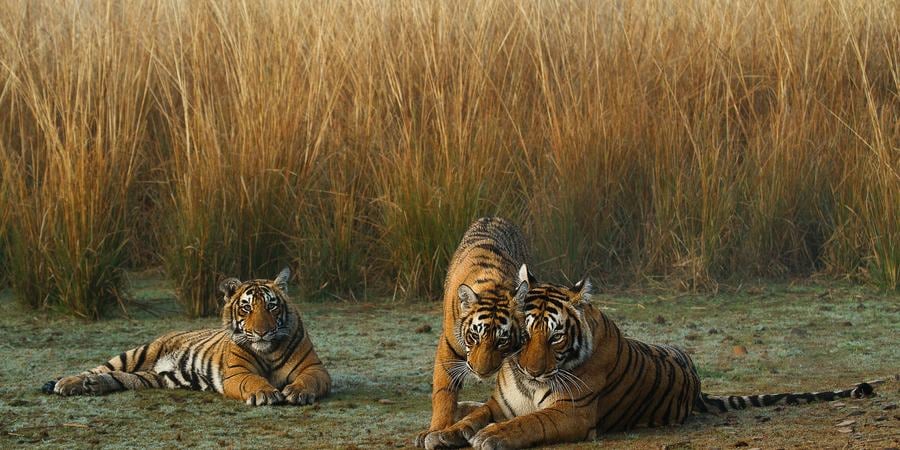 Tiger mother and cubs near tall grass