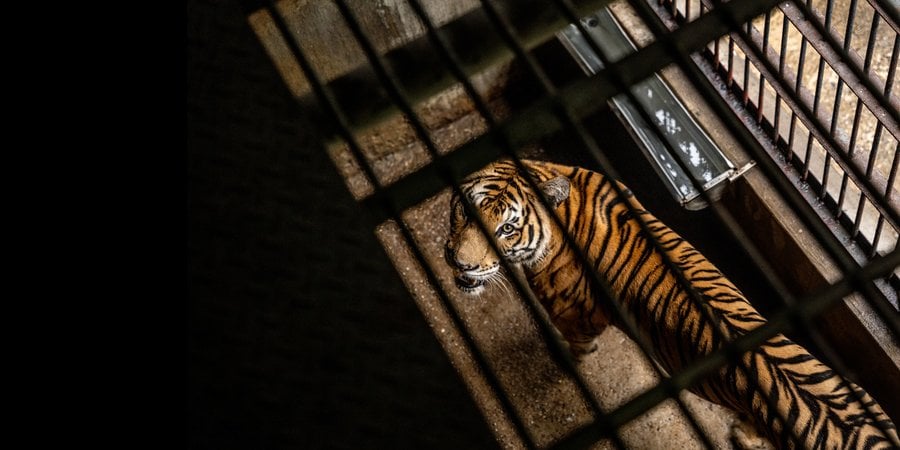 A tiger inside a caged area looks up through the caged ceiling