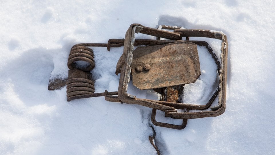 A rusted metal spring-loaded tiger trap nestled in pristine white snow