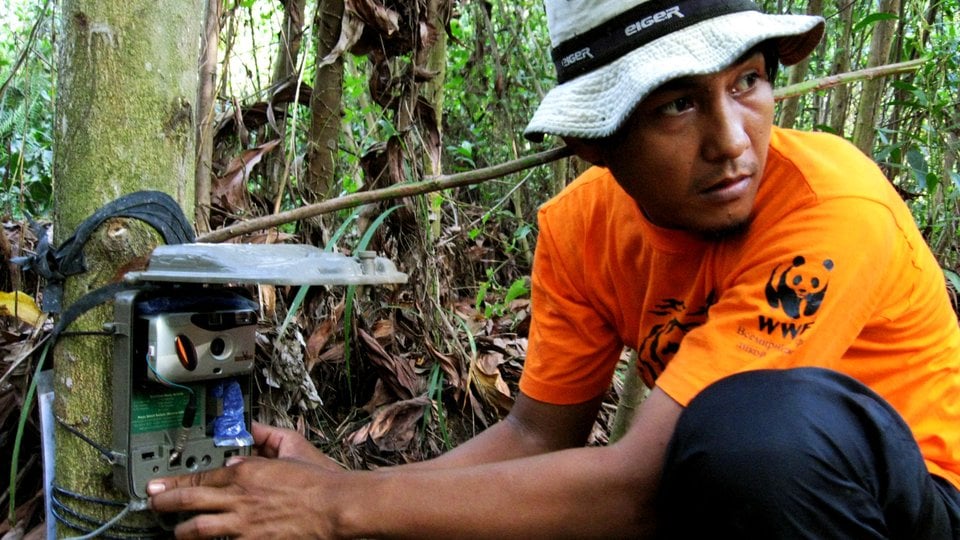 Installing camera trap in Tesso Nilo national park