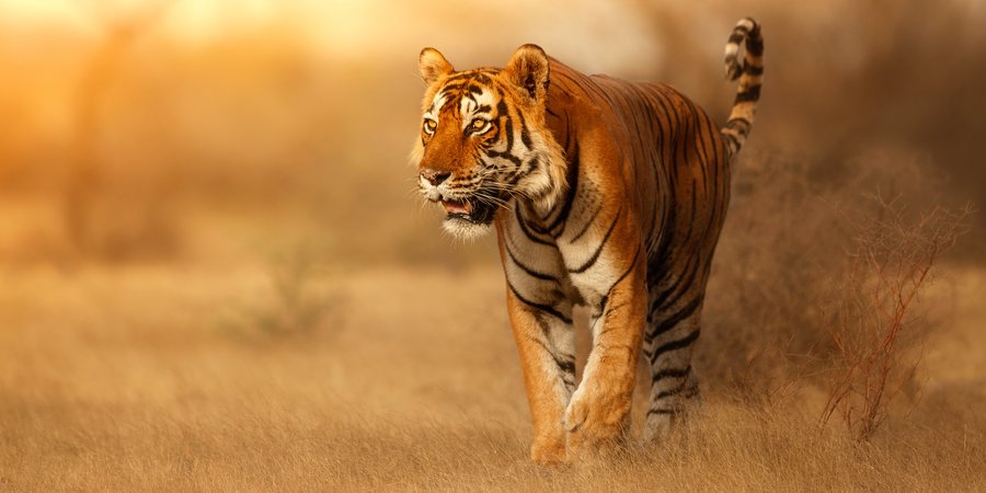 Tiger walking through a field with dry, tall grasses.