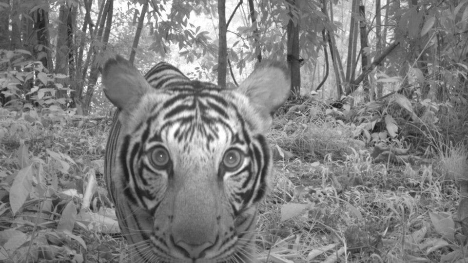 A tiger looks into a camera trap