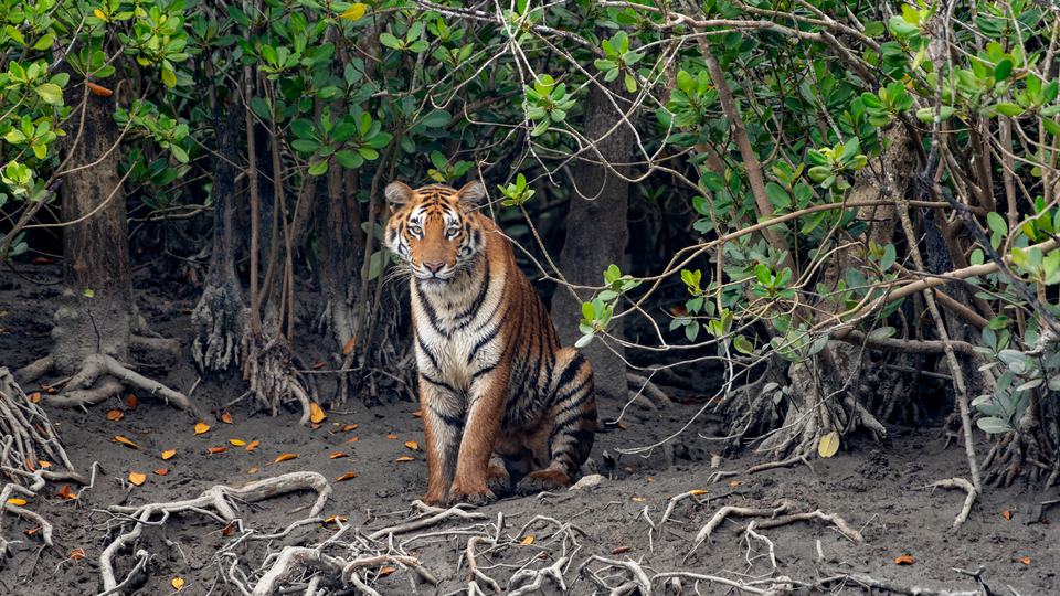Tiger sits at the edge of water in mangrove forest