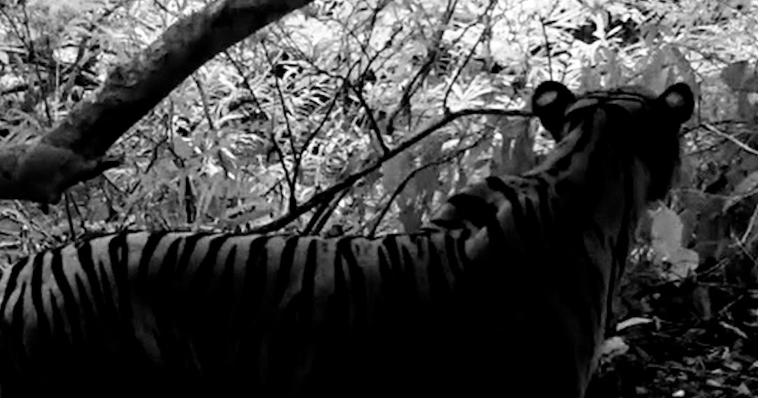 New Tiger Population Estimate Of 5 574 Wild Tigers Announced World