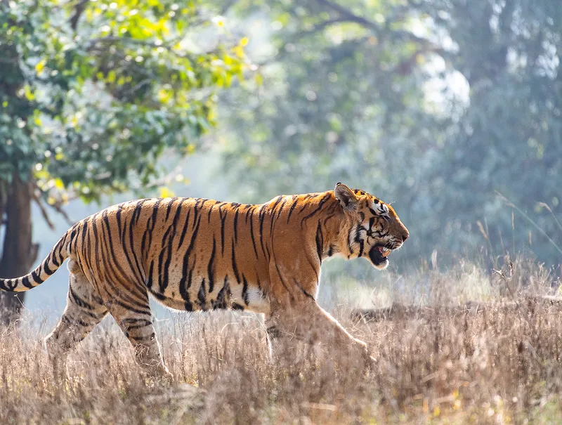 A striped tiger walks through a dry landscape.