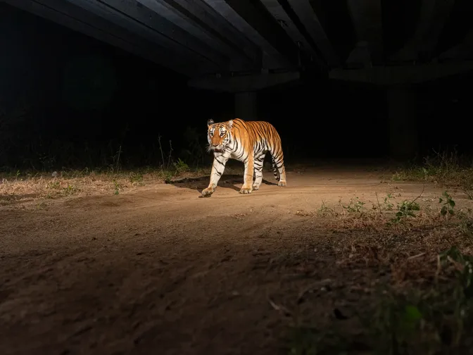Tiger walking in dirt underpass India