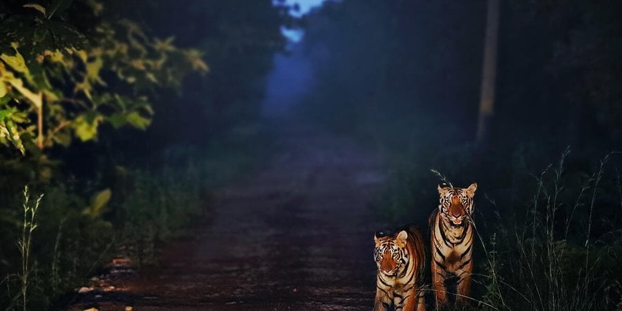 Two tigers face the camera on a road at a tiger reserve in the evening
