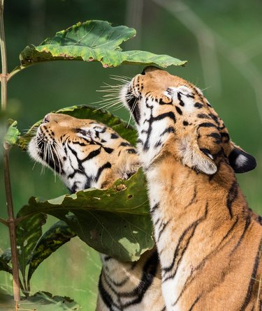 Two striped tigers from the neck up as they sniff large green leaves.