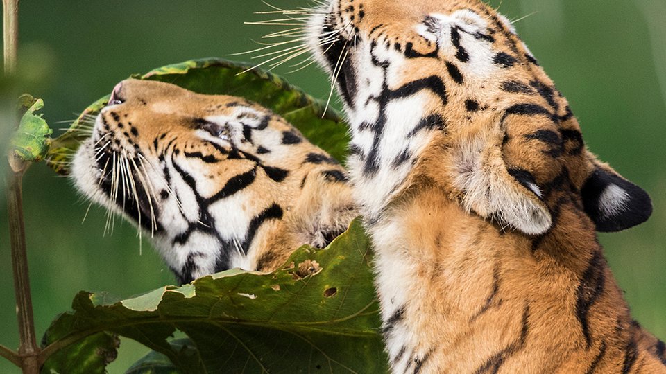 Two striped tigers from the neck up as they sniff large green leaves.