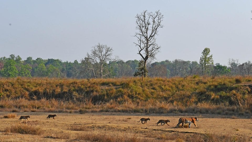 Tigress and cubs walking