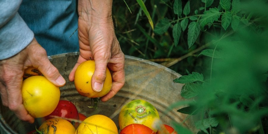 A person puts tomatoes in a bucket