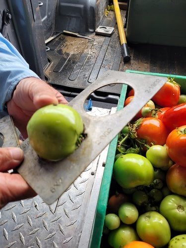 Hands holding a tomato and measuring it