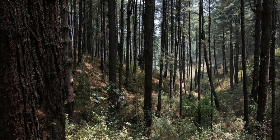 A color photo showing a forest in Guatemala with dark tree trunks and some greenery on the ground